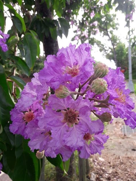 大花紫薇種子盆栽